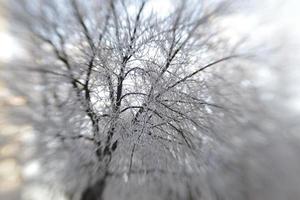 geada de inverno em galhos de árvores foto