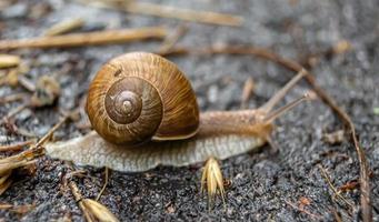 grande caracol de jardim com concha rastejando em estrada molhada foto