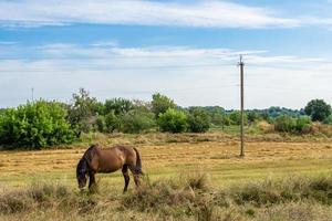 lindo garanhão de cavalo selvagem marrom no prado de flores de verão foto