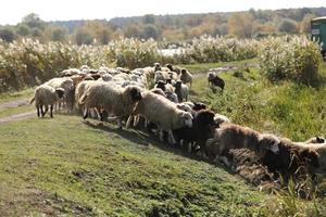 um rebanho de ovelhas pastando na grama verde no campo foto