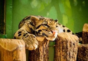 leopardo descansando no zoológico foto