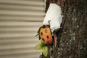 joaninha de brinquedo com pontos pretos segurando o monte de neve sobre a cabeça subindo ao longo do tronco da árvore foto