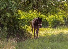 lindo garanhão de cavalo selvagem marrom no prado de flores de verão foto