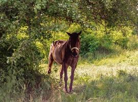 lindo garanhão de cavalo selvagem marrom no prado de flores de verão foto