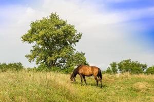 lindo garanhão de cavalo selvagem marrom no prado de flores de verão foto