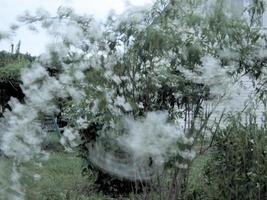 flor de beleza selvagem com néctar florescendo foto