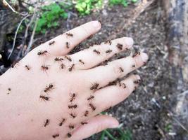 mão de bebê no formigueiro com um enxame de pequenas formigas marrons selvagens foto