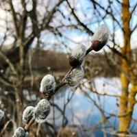 bela árvore viva com muitas folhas nos galhos que se projetam de uma planta de madeira foto