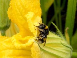 abelha alada voa lentamente para a planta, colete o néctar para o mel no apiário particular foto