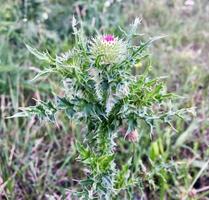 grande planta medicinal herbácea bardana arctium foto