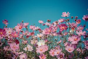 flor rosa com céu azul foto