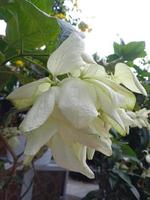 flor de clerodendrum thomsoniae foto