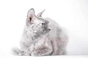 retrato de um gato prateado da raça sphynx brush em um fundo branco foto