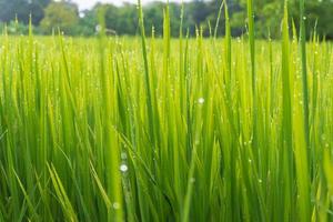 fundo de planta de arroz verde com gotas de água foto