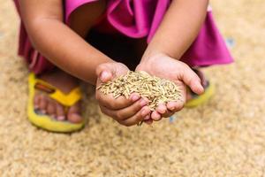 semente de arroz dourado foto