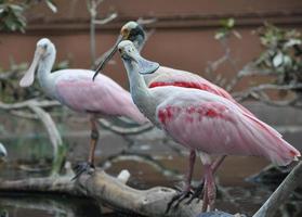 maior pássaro flamingo animal foto