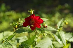 fundo natural com dália vermelha e abelha foto