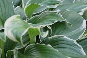 close-up de uma planta de hosta decorativa com folhas verdes grandes e frescas no jardim ao ar livre foto