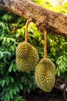 durian no jardim do país tailândia foto