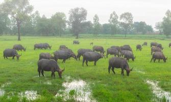 nevoeiro da manhã com os rebanhos de búfalos na tailândia rural do país. foto