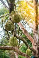 durian no jardim do país tailândia foto