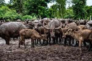 criação de búfalos em áreas rurais do país, tailândia. foto