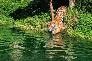 tigre siberiano na água no zoológico foto