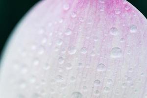 gota de água closeup na folha de lótus depois de chover foto