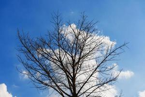 árvores de morte perenes contra o céu azul foto