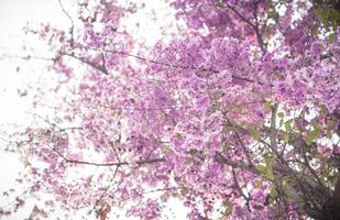 flores violetas de jacarandá de foco seletivo em galhos. primavera verão natureza paisagem fundo foto