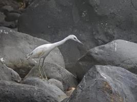 garça azul pequena jovem foto