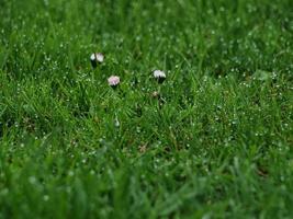 grama verde fresca com flores de margarida foto