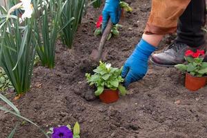 trabalha no jardim da primavera e no canteiro de flores - plantando flores de petúnia de vasos temporários no chão foto