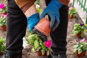 trabalha no jardim e no canteiro de flores - plantando flores de petúnia de vasos temporários no chão foto