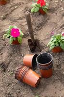 trabalha no jardim e no canteiro de flores - plantando flores de petúnia de vasos temporários no chão foto