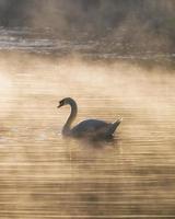 cisne branco no reservatório de neblina foto