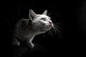 gatinho gato branco olhando para cima isolado no fundo preto foto