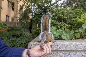 esquilo bonitinho com rabo felpudo come amendoim da mão humana foto
