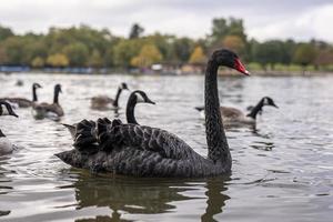 lindo cisne negro com conta vermelha flutuando na água do lago no parque da cidade foto