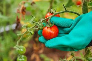 conceito de jardinagem e agricultura. mulher trabalhadora agrícola mão na luva colhendo tomates orgânicos maduros frescos. produção de estufa. produção de alimentos vegetais. tomate crescendo em casa de vegetação. foto