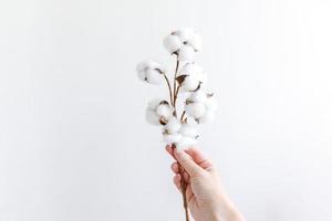 mão de uma mulher segurando a flor de algodão branco seca isolada no fundo branco. tecido pano suavidade natural orgânico fazenda conceito de alergia. foto