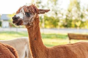 alpaca bonito com cara engraçada relaxante no rancho em dia de verão. alpacas domésticas pastando no pasto em fundo de campo de fazenda eco natural. cuidados com animais e conceito de agricultura ecológica foto