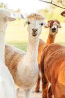 alpaca bonito com cara engraçada relaxante no rancho em dia de verão. alpacas domésticas pastando no pasto em fundo de campo de fazenda eco natural. cuidados com animais e conceito de agricultura ecológica foto