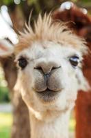 alpaca bonito com cara engraçada relaxante no rancho em dia de verão. alpacas domésticas pastando no pasto em fundo de campo de fazenda eco natural. cuidados com animais e conceito de agricultura ecológica foto