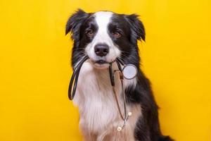 cachorrinho border collie segurando o estetoscópio na boca isolada em fundo amarelo. cão de estimação de raça pura na recepção no médico veterinário na clínica veterinária. cuidados de saúde para animais de estimação e conceito de animais. foto