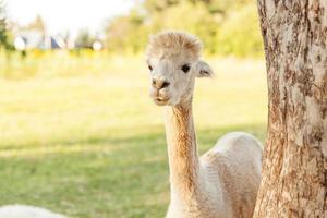 alpaca bonito com cara engraçada relaxante no rancho em dia de verão. alpacas domésticas pastando no pasto em fundo de campo de fazenda eco natural. cuidados com animais e conceito de agricultura ecológica foto