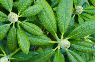 botões não soprados e folhas verdes de rododendros foto