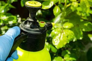 tratamento com pesticidas de flores de jardim, árvores e plantas foto
