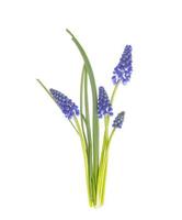 muscari de flores de primavera azul sobre fundo branco. foto