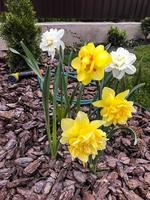 narcisos e mangueira de rega de jardim. foto de estúdio